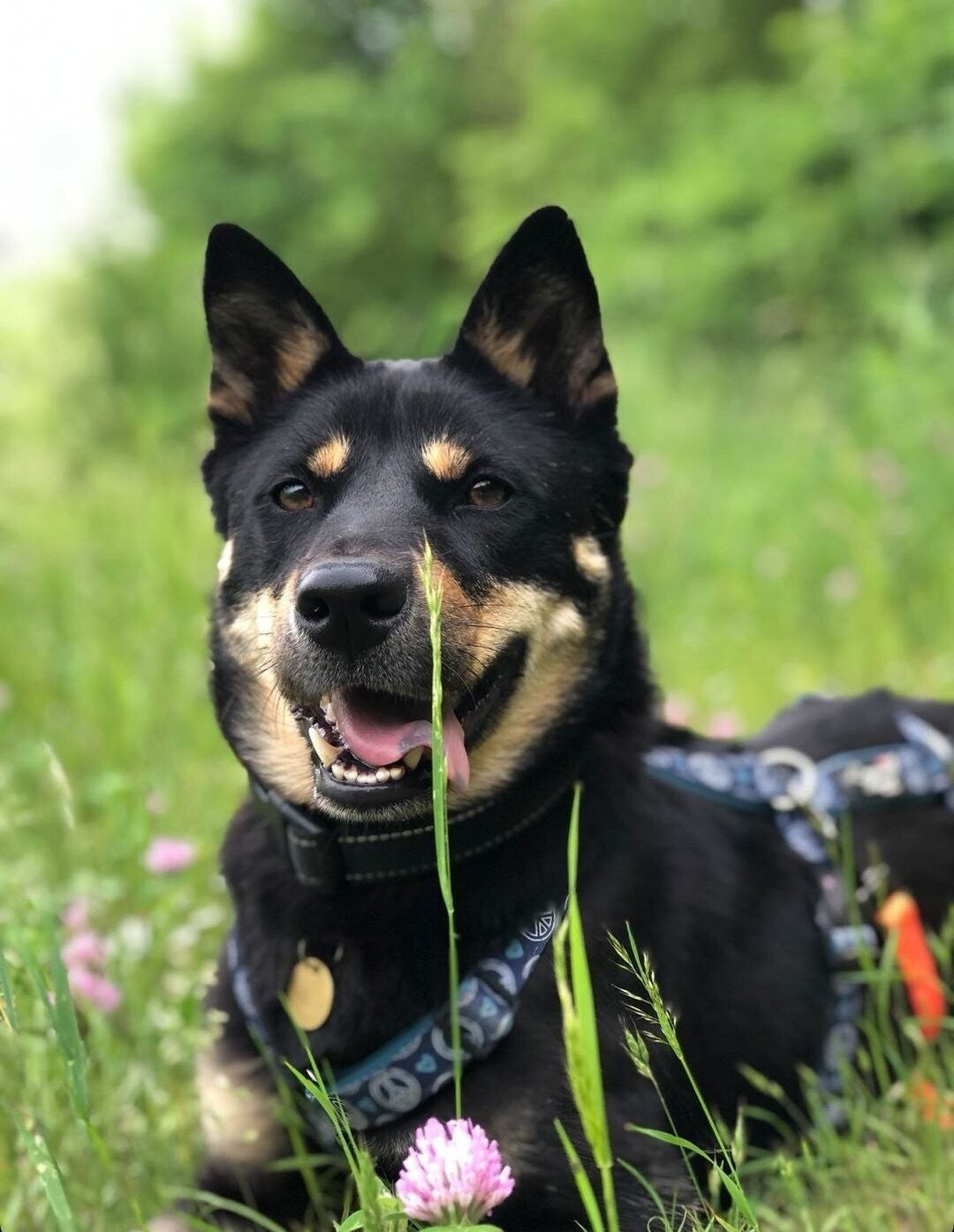 Sicherheitsgeschirr gepolstert Peace