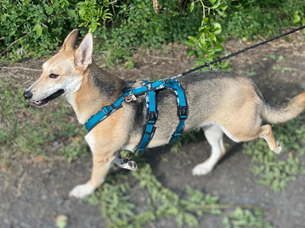 Sicherheitsgeschirr Fiona